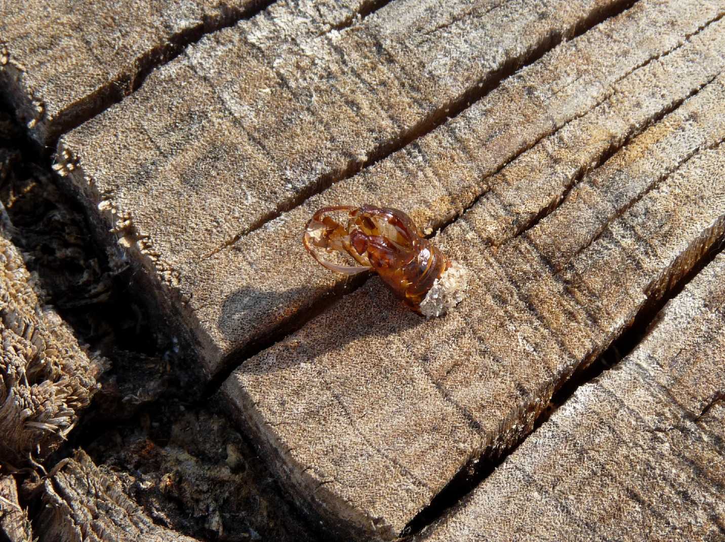 Sono calabroni? No. Lepidotteri Sesiidae in accoppiamento